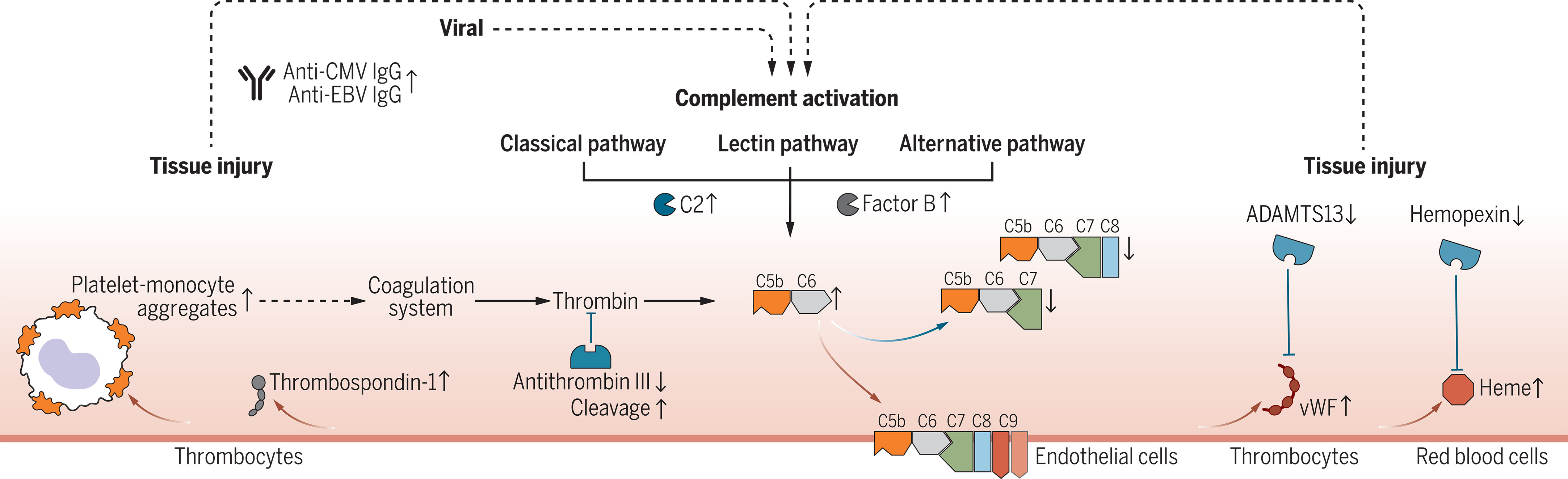 Long Covid proteomics analysis overview